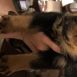 Rottweiler Puppies from RoyaLuxe K9