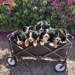 Bernedoodle and Bernese Mountain Dog Puppies from Sage Hills Bernedoodles