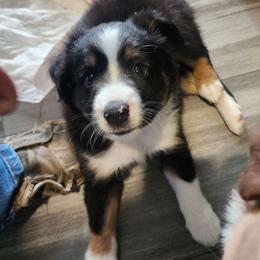 White-Green (collar color) you name him - Black tri male Miniature American Shepherd puppy in Centralia, Washington from Blackjack Mini Aussies