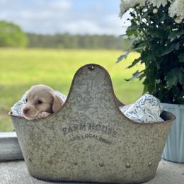 Ee red girl - Red female Dachshund puppy in Crestview, Florida from Neverending Dachies