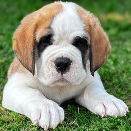 Green Collar - Brown and white male Saint Bernard puppy in New York from Johnson Farms