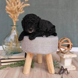 Anna - Black female Goldendoodle puppy in Guthrie, Oklahoma from Edmond Doodles, LLC