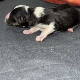 Thumper - Black white and tan male Shetland Sheepdog puppy in Warren, Texas from Romans 12 Kennels