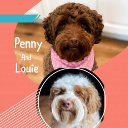 Australian Labradoodle puppies from Great Bridge Labradoodles, LLC