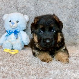 Boy 2 - Black and red male German Shepherd puppy in Stockton, California from Zaragoza German Shepherds
