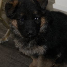German Shepherds from Vom Wustegarten German Shepherds