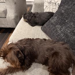 Brussels Griffon and French Bulldog All Grown Up from Team Grubb Frenchies / Grubb's Grumpy Griffs