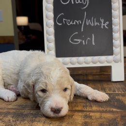 Gray - Tula - Cream female Goldendoodle puppy in Jasper, Georgia from Owen Doodles