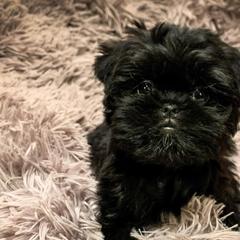 Affenpinschers and Australian Shepherds from Limelite