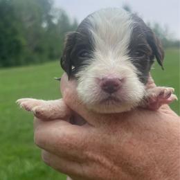 Gray collar - White and liver male English Springer Spaniel puppy in Sterling, Michigan from Springerdoodles In MI