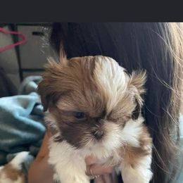 Sweetie - Shih Tzu puppy in California from Precious Shih Tzus
