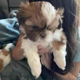 Sweetie - Shih Tzu puppy in California from Precious Shih Tzus