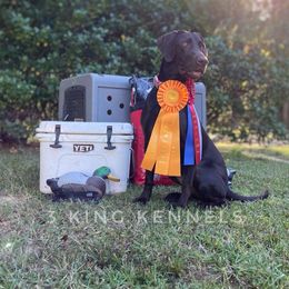 Millie - Labrador Retriever