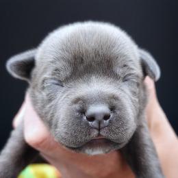 Rice Krispies - Staffordshire Bull Terrier puppy from Wild Blue Staffords