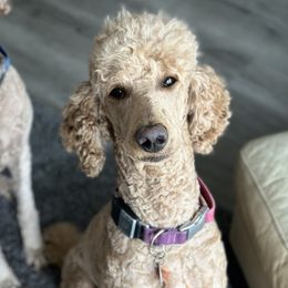 Maisel - Poodle