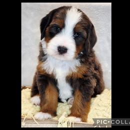 Chili Pepper - Blue merle male Bernedoodle puppy in Roseburg, Oregon from Lookingglass Doodles