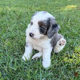 Boy 4 - Blue merle male Aussiedoodle puppy in Reddick, Florida from Cooper’s Mini Doodles