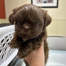 Wendy - Liver female Shih Tzu puppy in Tennessee from Cutshall Babies