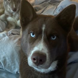 Miniature Australian Shepherds, Siberian Huskies, and Toy Australian Shepherds from Tails & Belles Dog Breeding
