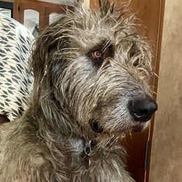 Cú - Irish Wolfhound
