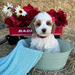 Gem - Parti female Goldendoodle puppy in Pendleton, Oregon from Blushing Doodles