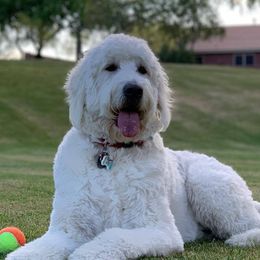 Bernedoodles and Goldendoodles from Sunburst Doodles