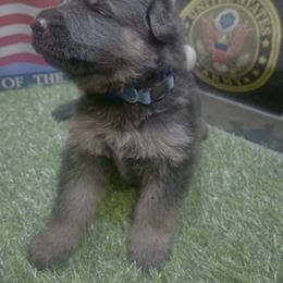 German Shepherd Puppies from American Viking GSD Ranch
