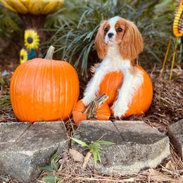 Cavalier King Charles Spaniel Puppies from Ohana Cavaliers