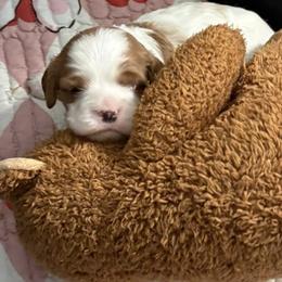 Lucky - Blenheim male Cavapoo puppy in Smithfield, Utah from Shoemaker Farm & Cavapoo Kennel