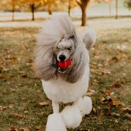 Ruby Roo - Poodle