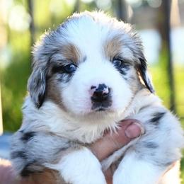 SALLY MAY (bmf) - Blue merle female Miniature American Shepherd puppy in Pasco, Washington from ROCK CREEK LABRADORS Pasco, WA