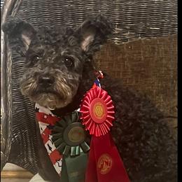Iggy - Pumi