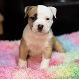 Puppy3 - Red male American Staffordshire Terrier puppy in Georgia from Ynez Kennels