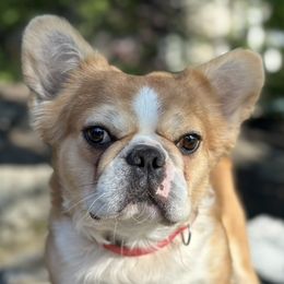 French Bulldog puppies from Rarity Royales