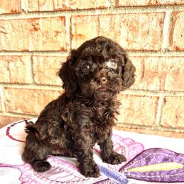 Brownie - Brown female Maltipoo puppy in Hephzibah ( Richmond County ), Georgia from Healing Pawz LLC