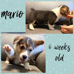 Mario - Black and tan male Pembroke Welsh Corgi puppy in Dickinson, Texas from Careaga Farms