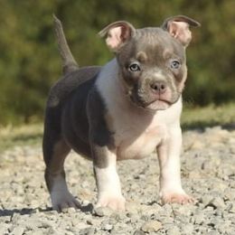 American Bully Puppies from Upscale Bullies