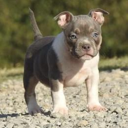 American Bully Puppies from Upscale Bullies