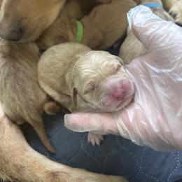 Black - Golden male Golden Retriever puppy in Sedalia, Missouri from Bee’s Retrievers