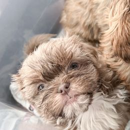 Shih Tzus from Ellis Shih Tzus