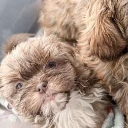 Shih Tzus from Ellis Shih Tzus