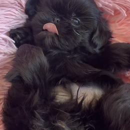 Magic - Black male Shih Tzu puppy in Bentonville, Arkansas from T & D Dachshunds by design