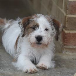 Reilly Boy - White and tan male Russell Terrier puppy in Middletown, Virginia from DBF Russell Terriers