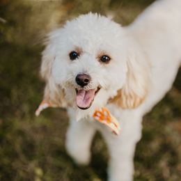Maisie - Assorted Doodle Crosses