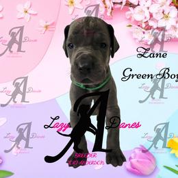 Zane Green Boy - Blue male Great Dane puppy in Longview, Texas from Lazy A Danes