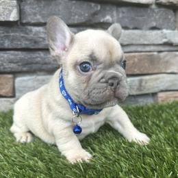 Leo - Blue fawn male French Bulldog puppy in Jacksonville, Florida from Jacksonville Frenchies