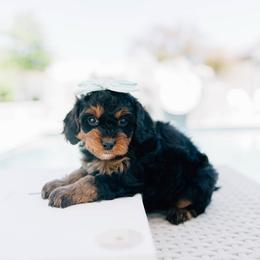 Java - Black and tan female Cavapoo puppy in Murray, Utah from Sun Valley Doodles