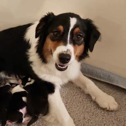 Kit - Australian Shepherd