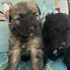 Bouvier des Flandres from Noble Bouviers