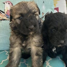 Bouvier des Flandres from Noble Bouviers